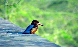 Voyages &agrave; la carte, circuits en voiture priv&eacute;e avec chauffeur en Inde - Rajasthan, Kerala, vall&eacute;e du Gange, temples de Khajuraho, B&eacute;nares, backwaters, Tamil Nadu, safaris &agrave; Bandhavgarh, Corbett et Kanha... - Absolu Voyages